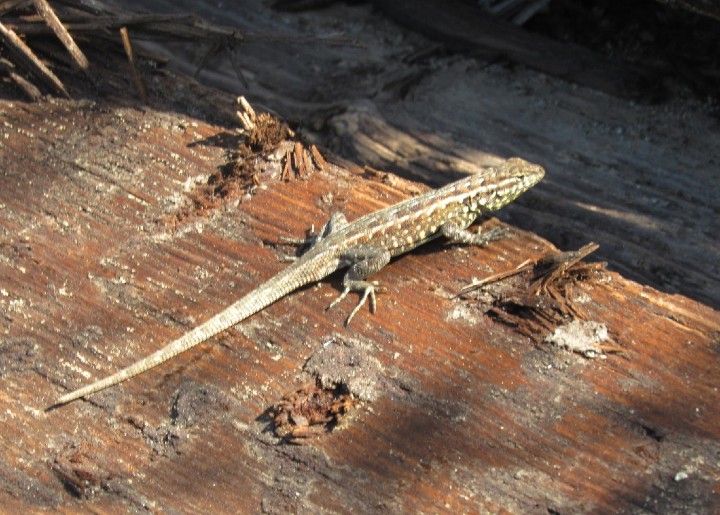 Side-blotched Lizard